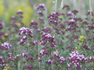 Marjoram At Wye