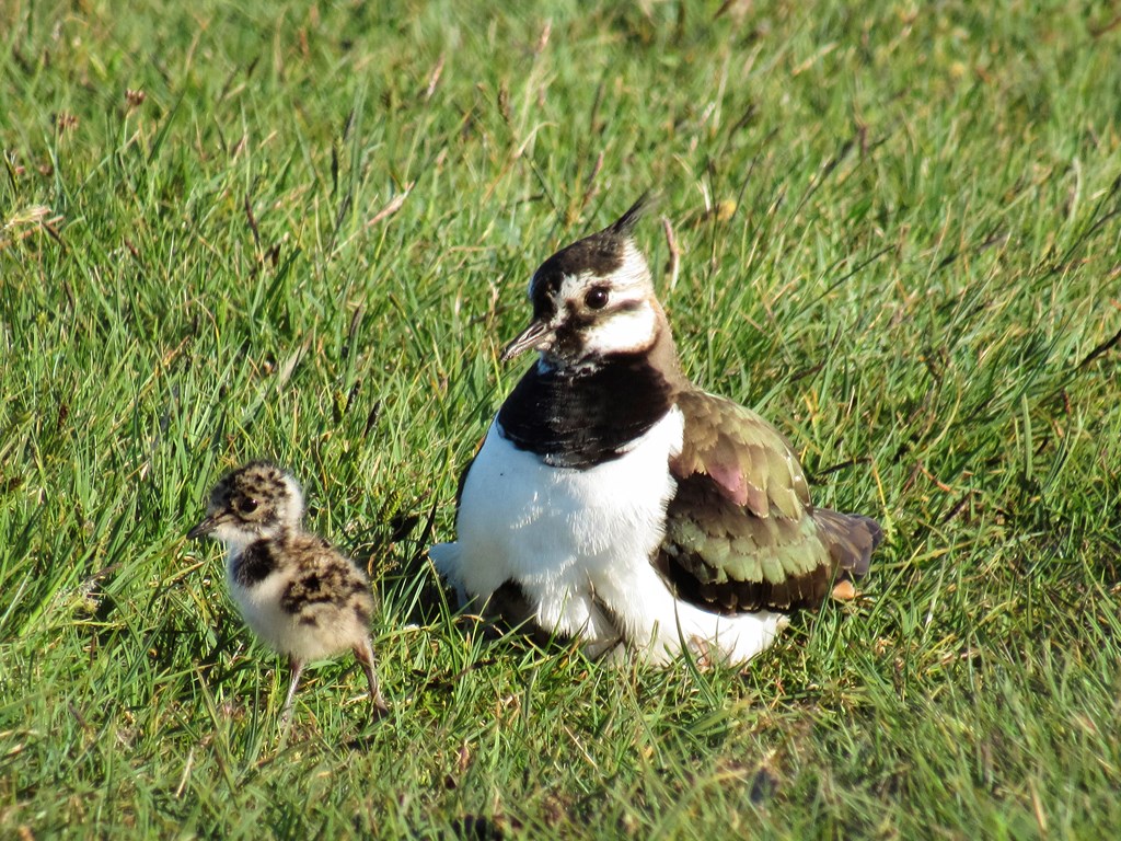 P30 Case Study Great Bells Farm (c) Amy Millard, RSPB Images