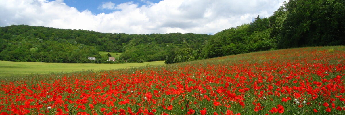 ColourfulNorthDowns_BenHolmes Aspect Ratio 1200 400