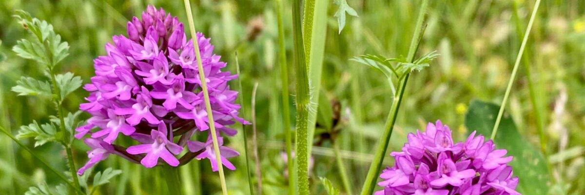 P Orchids Lullingstone Aspect Ratio 1200 400