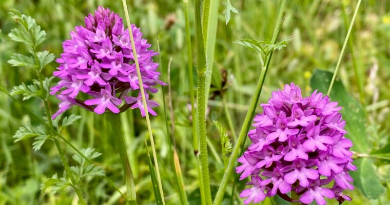 P Orchids Lullingstone Aspect Ratio 760 400