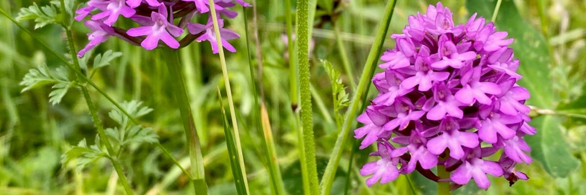 P Orchids Lullingstone Aspect Ratio 1200 400