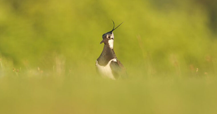 P17 Lapwing C Ben Andrew RSPB Images 1 Aspect Ratio 760 400