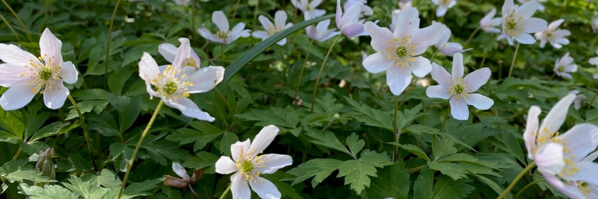 Wood Anenomes Aspect Ratio 1200 400