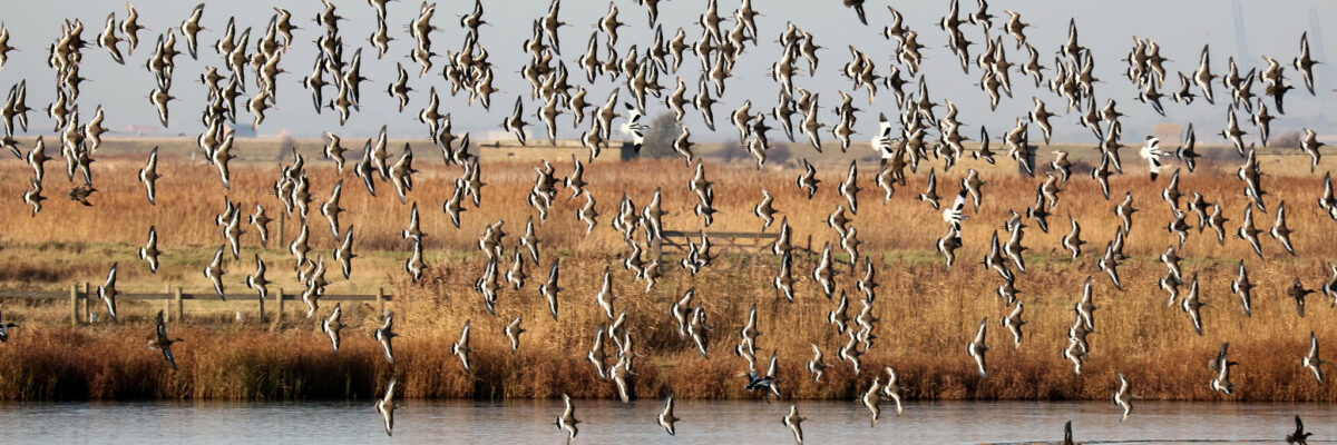 Black Tailed Godwits In Flight By Jim Higham Aspect Ratio 1200 400