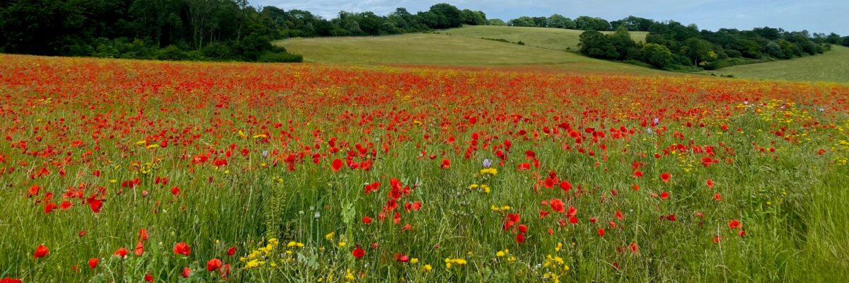 Ranscombe2 Aspect Ratio 1200 400