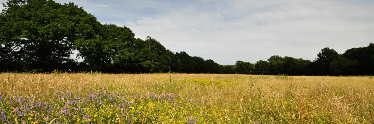 981 3 Scaled Aspect Ratio 1200 400