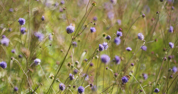 P4 Devils Bit C Luke Wallace Aspect Ratio 760 400