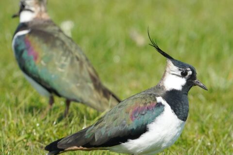 52792489044_b801acae4a_o Scaled Aspect Ratio 480 320