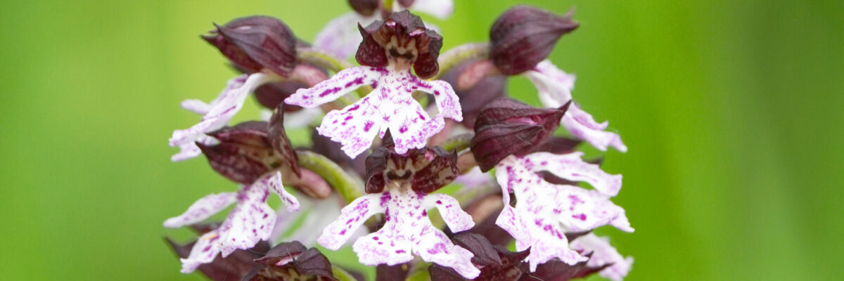 Lady Orchid Ext Lg Scaled Aspect Ratio 1200 400