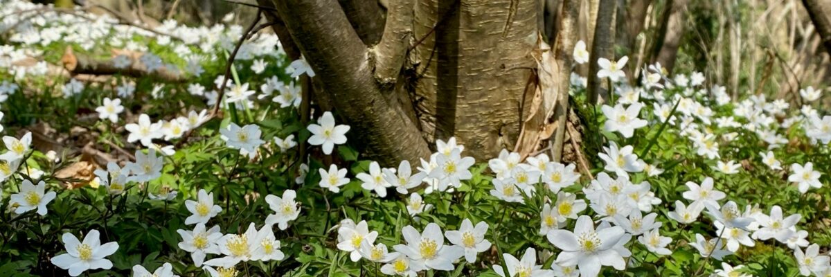 Wood Anenomes3 Aspect Ratio 1200 400