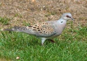 52339171048_47f3459447_c