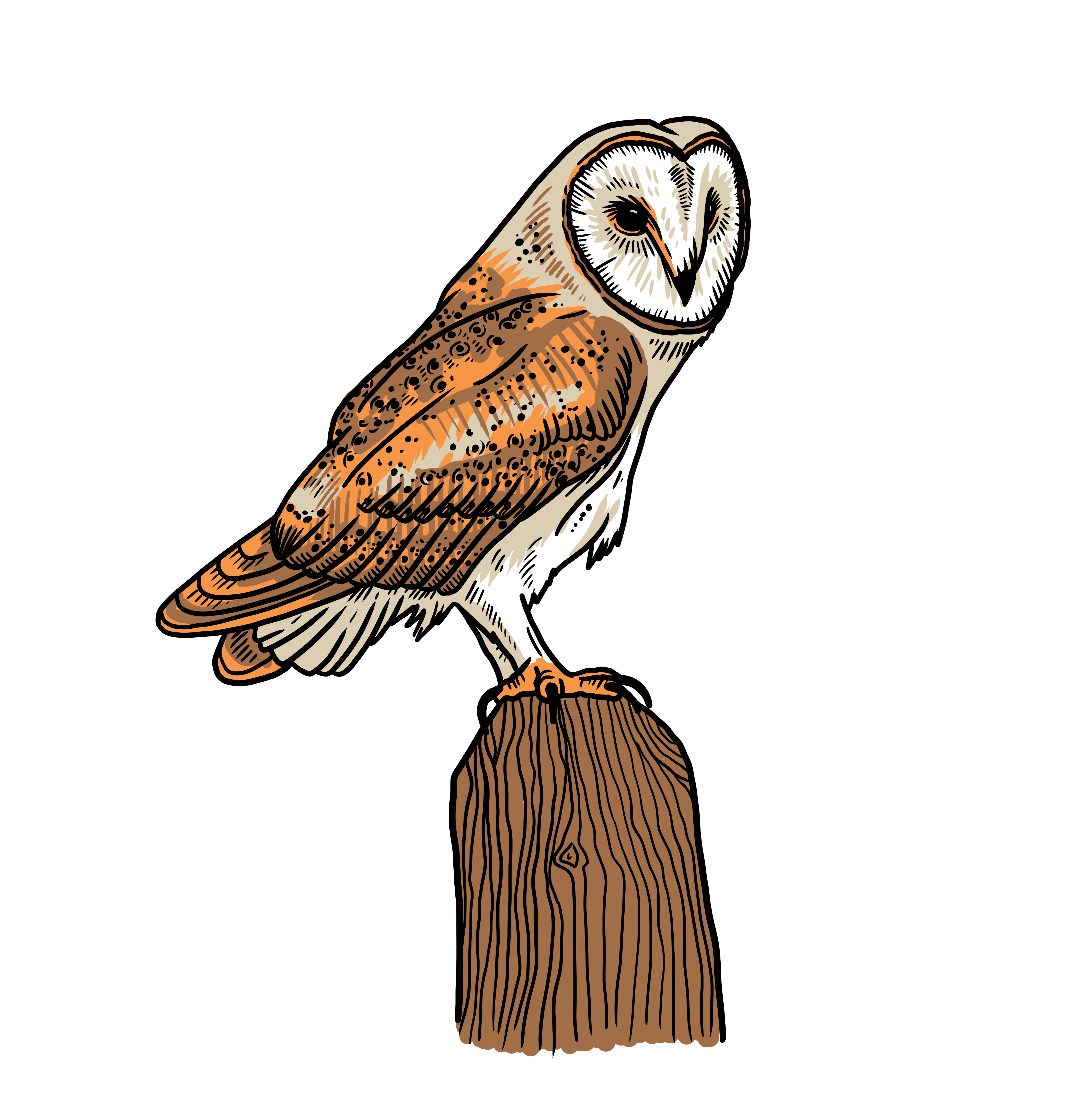 MakingSpaceforNAture_2_Farmland_2_Birds_BarnOwl Copy