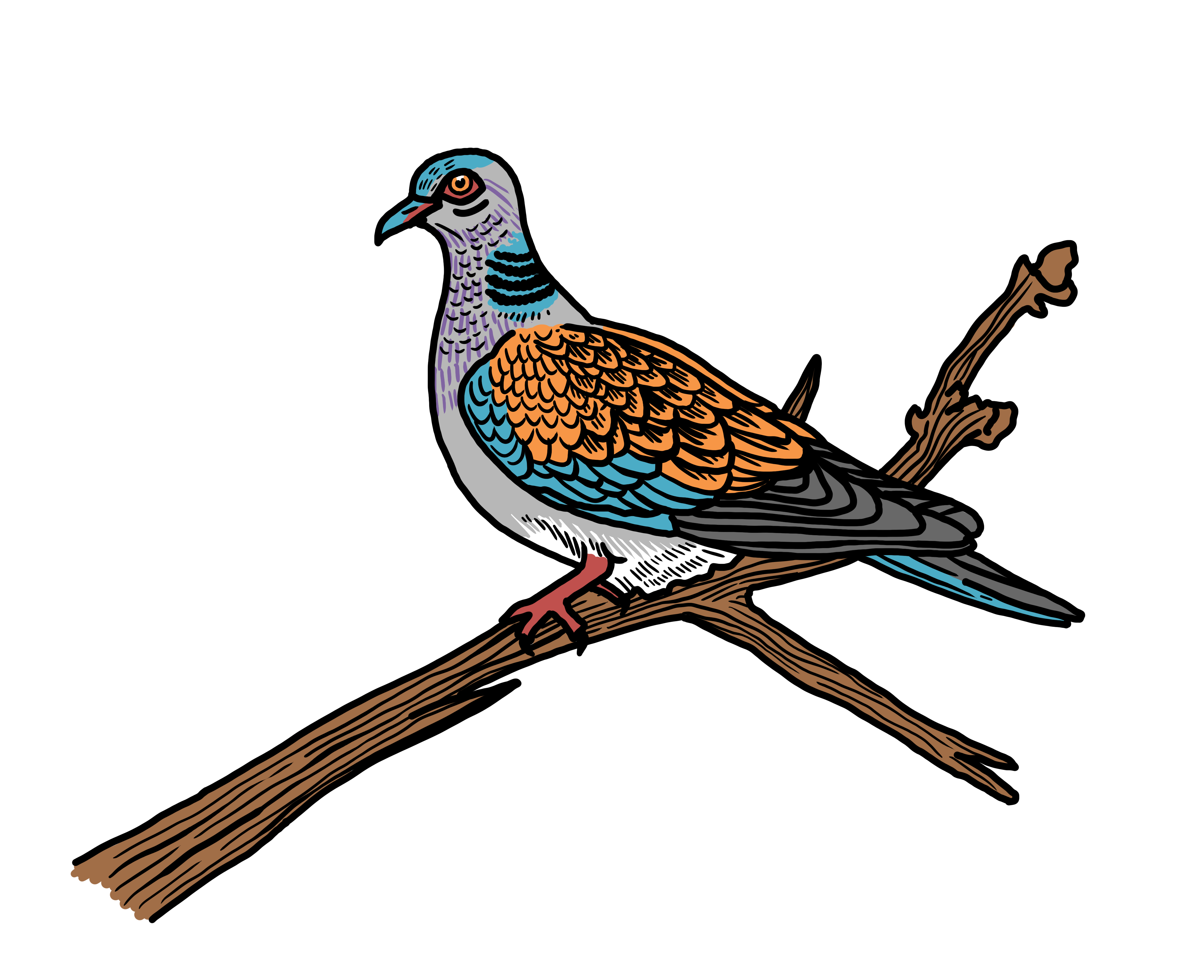 MakingSpaceforNAture_2_Farmland_2_Birds_TurtleDove Copy