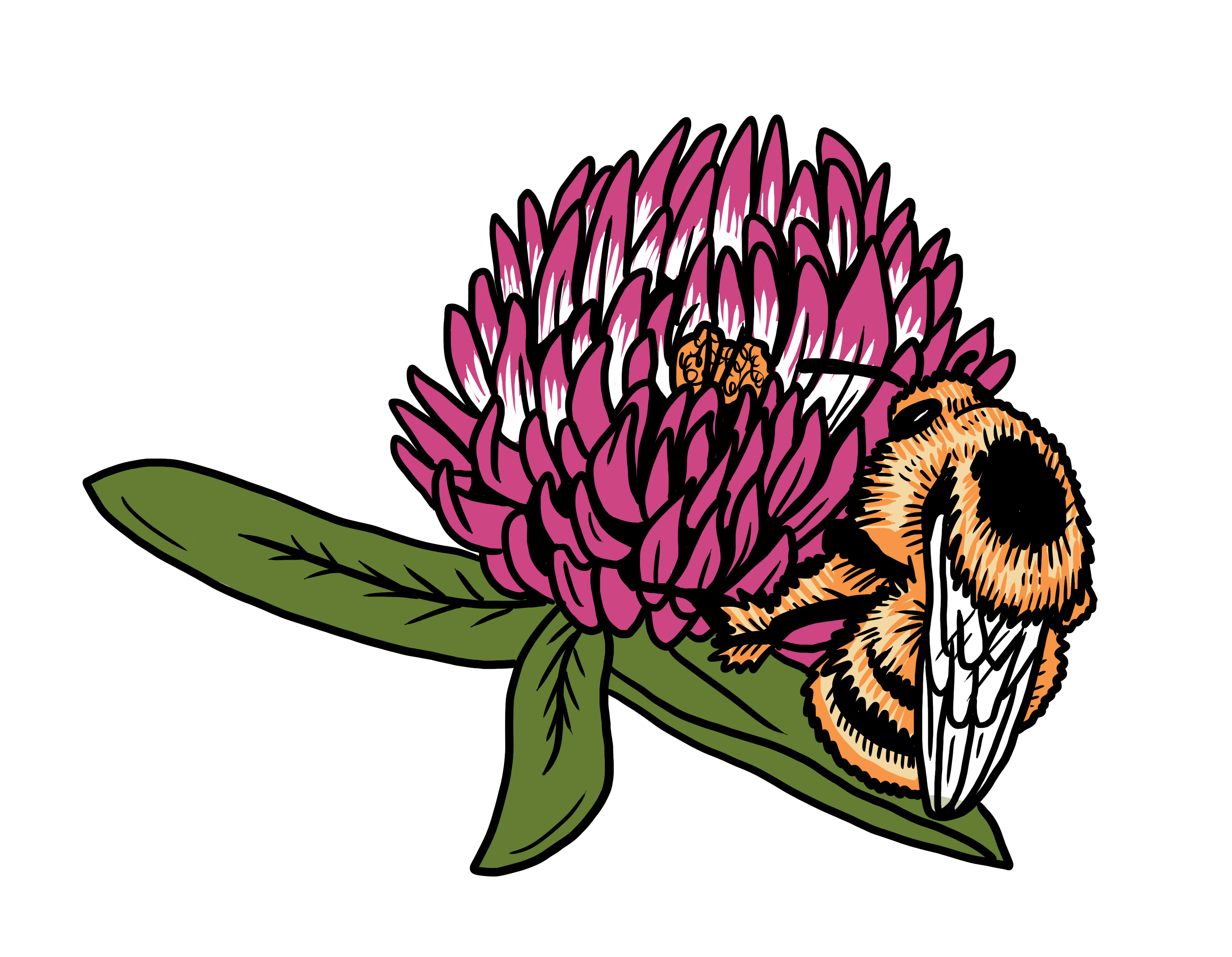 MakingSpaceforNAture_2_Farmland_4_Bees_ShrillCarderBee_2 Copy