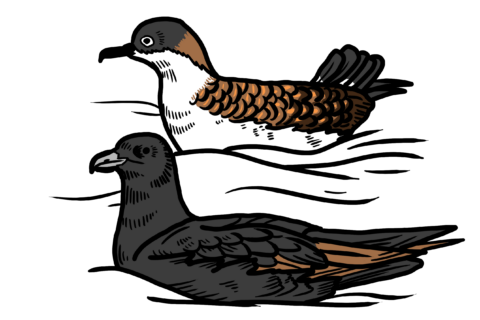 MakingSpaceforNAture_5_Coastal_2_SootyShearwater Copy Aspect Ratio 480 320