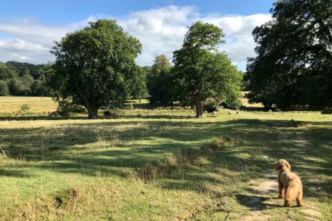 Tunbridge Wells Scaled Aspect Ratio 480 320