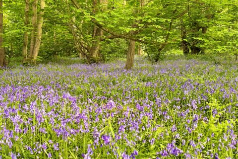 Gravesham Scaled Aspect Ratio 480 320