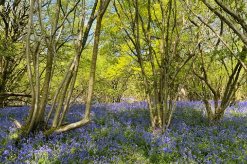 Sevenoaks Scaled Aspect Ratio 480 320