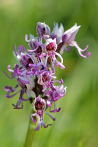 49960860446_64f59d3963_c