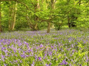 Ashenbank Ancient Woodland
