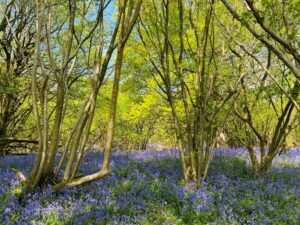 Bluebells