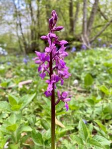 Early Purple Orchid At Queendown Warren Nature Reserve