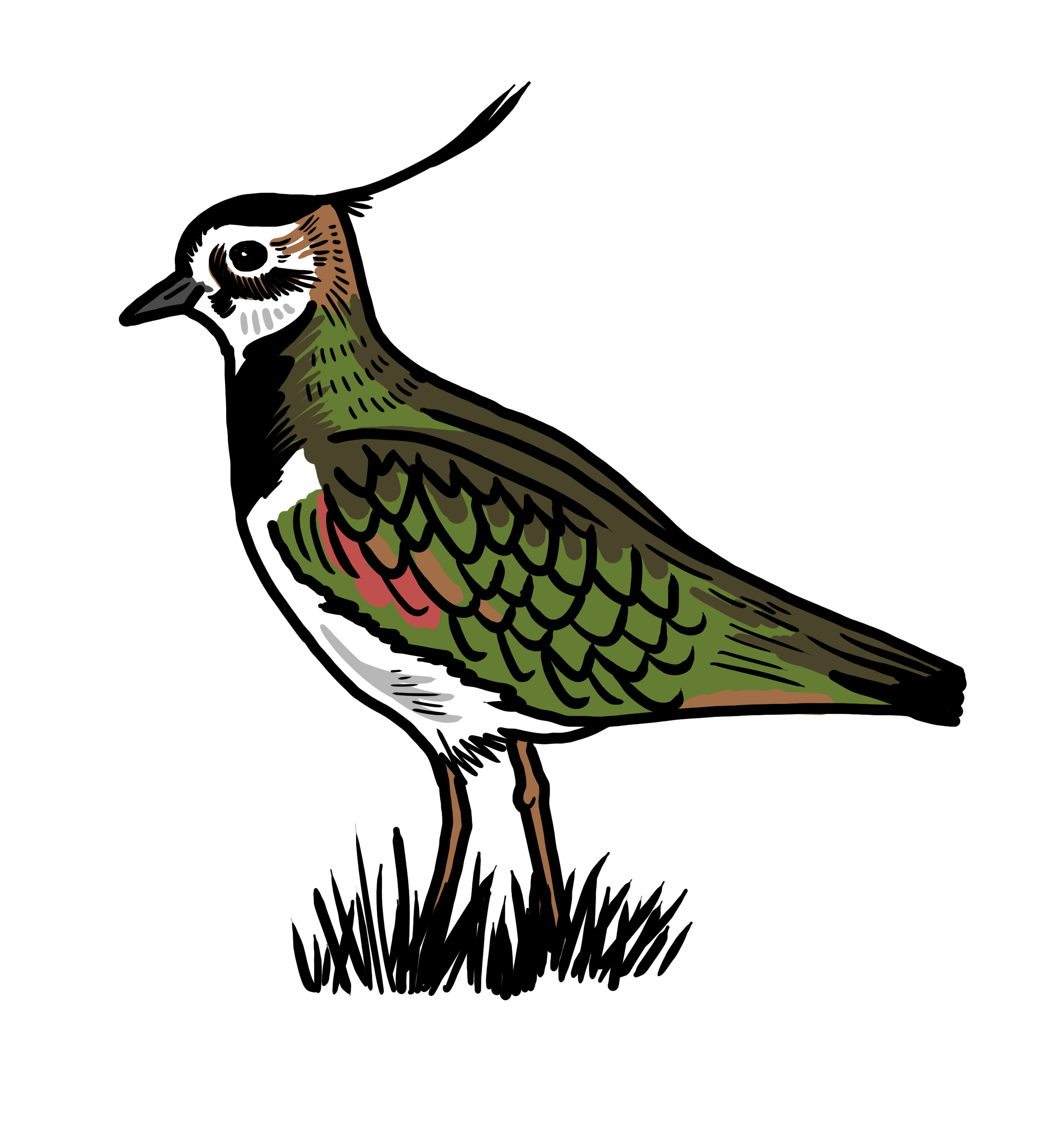 MakingSpaceforNAture_2_Farmland_2_Birds_Lapwing Copy