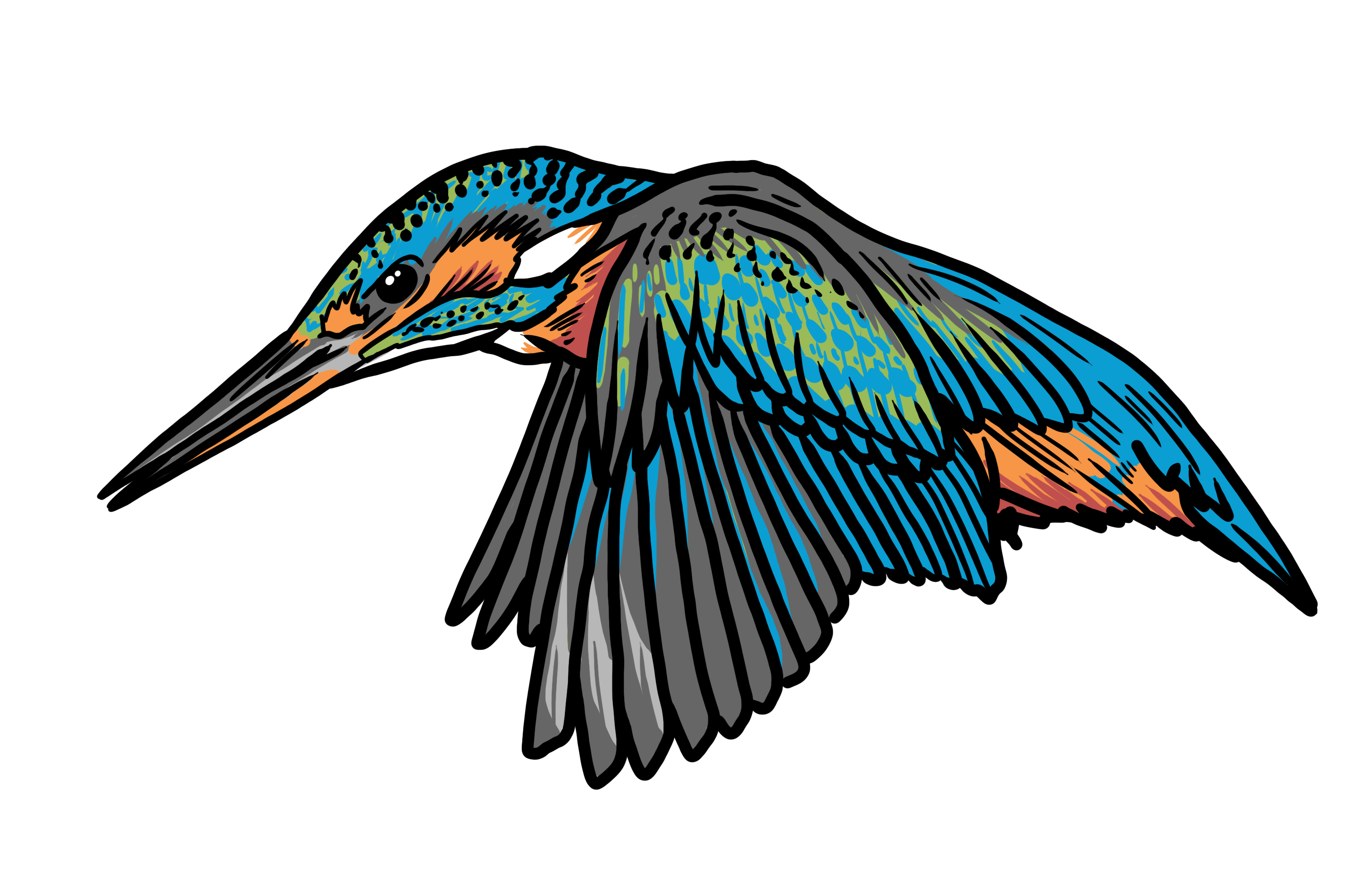 MakingSpaceforNAture_6_Freshwater_2_Kingfisher Copy