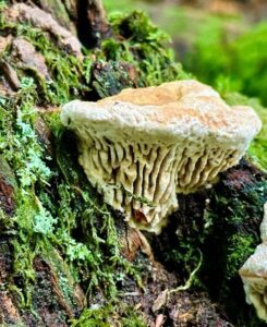 Oak Mazegill At Ide Hill