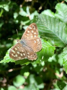 Speckled Wood Butterfly At Moat Farm, Shadoxhurst