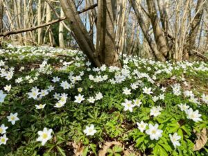Wood Anemones