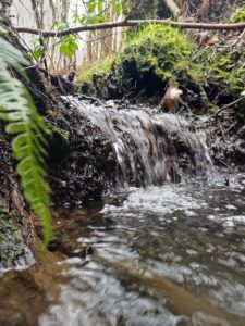 Close Up On The Alder Stream 2