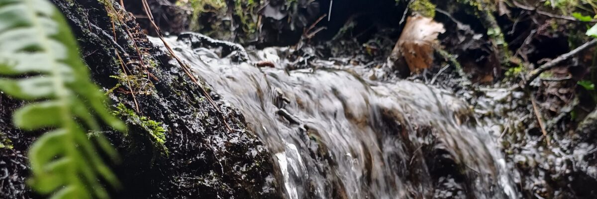 Close Up On The Alder Stream 2 Scaled Aspect Ratio 1200 400