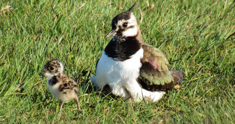 P30 Case Study Great Bells Farm C Amy Millard RSPB Images 1 Aspect Ratio 760 400