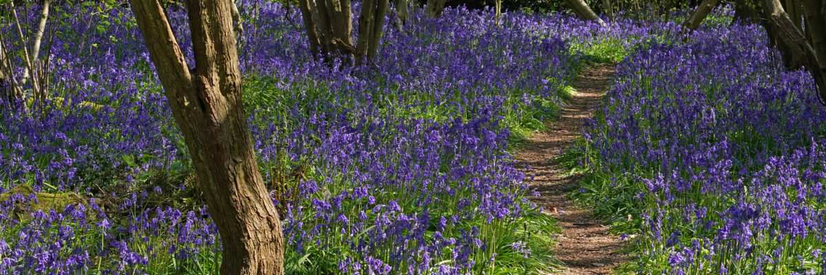 49800791973_ea0622b0e0_k Aspect Ratio 1200 400