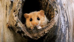 Hazel Dormouse