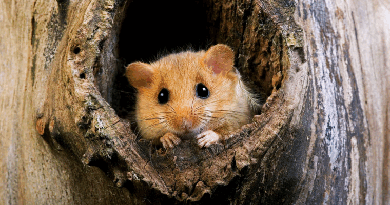 Hazel Dormouse Aspect Ratio 760 400