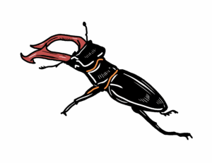 MakingSpaceforNAture_4_Urban_1_animals_Beetle_4 Copy