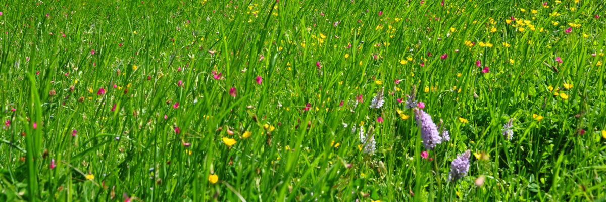 W2 Scaled Aspect Ratio 1200 400