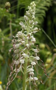 Lizard Orchid