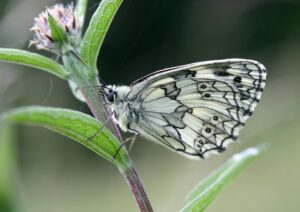 2682096468_8953795084_c