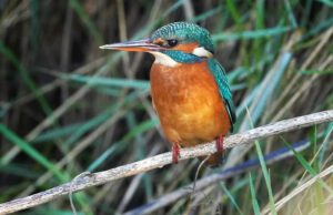 50569928793_158fa59e94_c