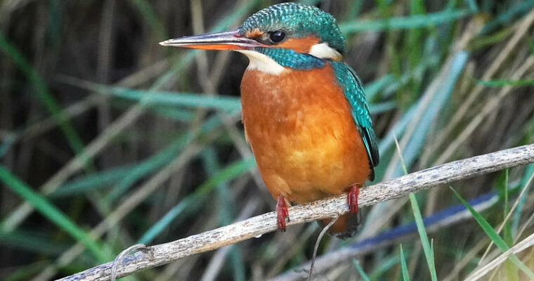 50569928793_158fa59e94_c Aspect Ratio 760 400