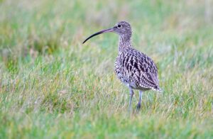 51787886868_638c5e27b0_c