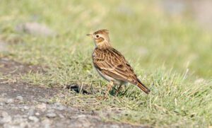 51868460256_6d6a22b728_c