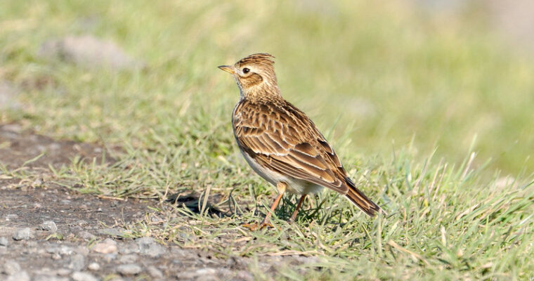 51868460256_6d6a22b728_c Aspect Ratio 760 400