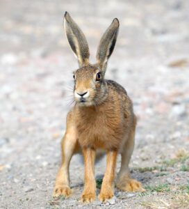 52240549023_6f1b60bbdd_c