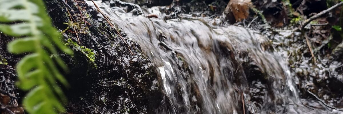 Close Up On The Alder Stream 2 Scaled Aspect Ratio 1200 400