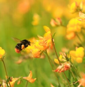 Screenshot_30 5 2025_11197_www.wildlifetrusts.org